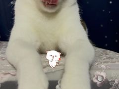 -芭比堂动物医院广州顽皮分院
