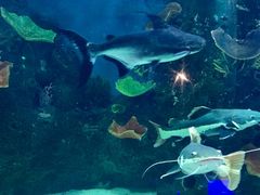 -石家庄海洋公园