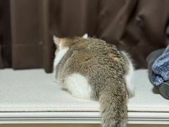 -momokira米努特·德文卷毛猫·棉花面纱犬