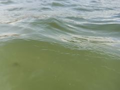 -碧海金沙