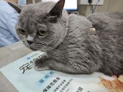 -四月宠物医院·猫专科·心脏专科·内科(转塘店)