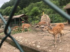 -横道河子东北虎林园