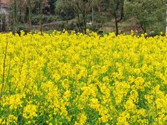 -清漾毛氏文化村