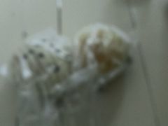 -欧佩拉(段家坝店)