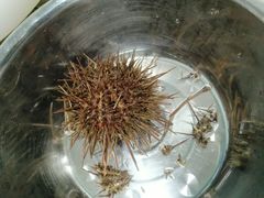 -海胆小馆(东北水饺·春柳店)