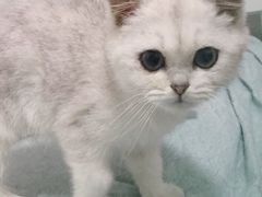 -猫大福·Fortune Cat猫舍(百子湾店)