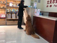 -艾贝尔宠物诊疗