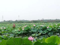 -荷塘月色湿地公园·向阳花洲