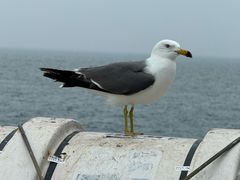 -海驴岛(荣成市)