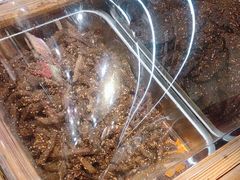-嘉凌码头·重庆特产手工火锅底料(洪崖洞九楼店)