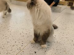 -猫域·湾主题猫咖·宠物吧(南坪城市广场店)