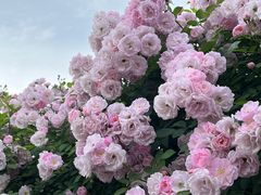 -丹东路渡口(轮渡站)