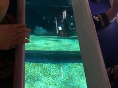 -暹罗海洋世界