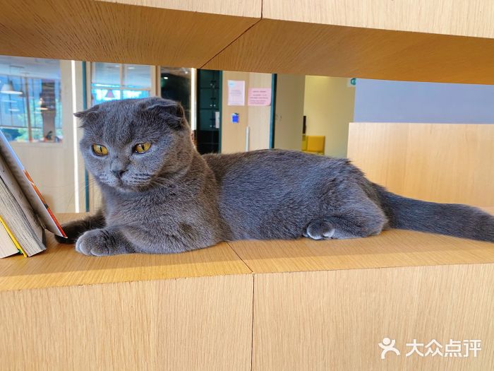 CAT’S MEWSTAR CAFE·喵星球猫屋(晴湾咖啡店)图片