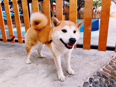 -柴犬高等学院·狗咖·柴犬售卖·宠物训练