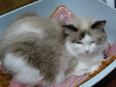 -十年猫舍·猫咪专门店(普陀店)