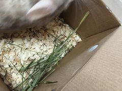 -瑞派·关忠动物医院·异宠专科·犬猫肿瘤·皮肤专科(望京店)