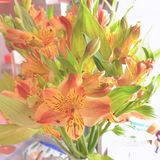 #治愈系.花#
