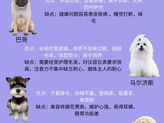 -翊宠yipet猫狗购宠庄园犬舍•猫舍
