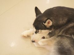 -共舞时光猫咖·狗咖(新街口店)