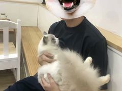 -李小姐の猫咖啡馆(五角场店)
