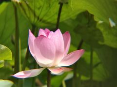 -荔湾湖公园
