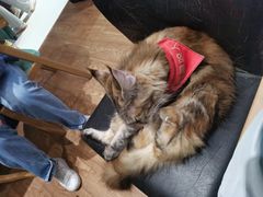 -猫色咖啡·猫咖