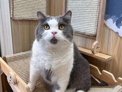 -有猫主题·治愈系猫咖(曾厝垵店)