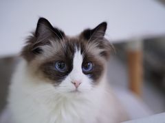 -喵的天空名猫咖啡馆·撸猫·猫舍·用品