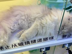 -小猫来了·猫咪专售(红山六九七九店)