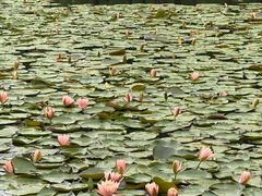 -白鹭湾湿地公园