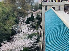 -武汉大学-樱园