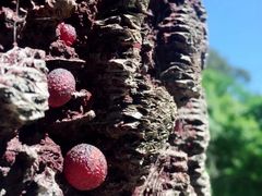 -墨尔本皇家植物园