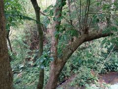 -梧桐山风景名胜区