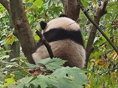 -都江堰中华大熊猫苑