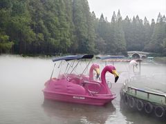 -水杉园