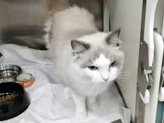 -佳雯宠物医院(四明中路分院)