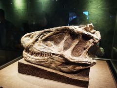 -自贡恐龙博物馆