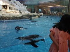 -帝企鹅自助餐厅•儿童岛•真企鹅(长隆企鹅酒店)