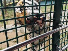 -深圳野生动物园