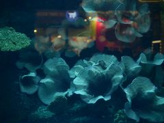 android_upload_pic-迪拜水族馆及水下动物园