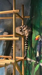 -Zoolung Zoolung动物主题公园(海信广场店)