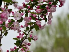 -海棠花溪(元大都城垣遗址公园)