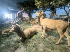 -国家自然博物馆