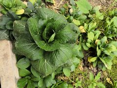 -万源龙顺度假庄园生态观光园