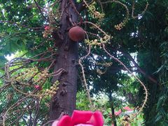 -柬埔寨国家博物馆