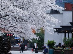 -玛格萝妮比萨屋(四平店)