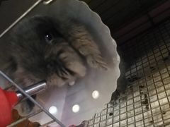 -宠物兔专门店(天丰利市场店)