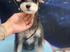 -FAELING PETS美天灵宠物(富力广场店)