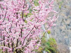 -上海辰山植物园